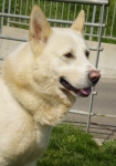 bianco_face