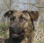 brigipov2