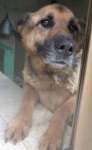 brunocanile1_0