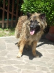 bruscolina1