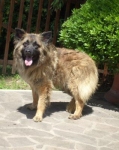 bruscolina2