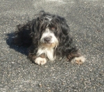 cane_palla_di_pelo_2