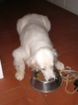 che_fame