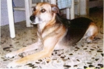 chicco2_copy_copy