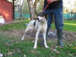 ciccio_2