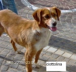 ciottolina