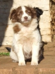 cucciole_3