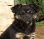 cucciole_4