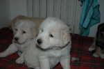 cucciole_bianche
