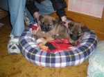 cucciolideinomadi2xx