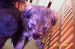 cucciolo-pomezia