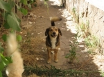 dolcino2_copy_copy