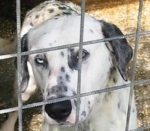 gigi_box_111__4_pomezia
