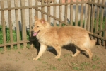goldcin1