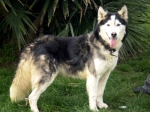 husky_pegaso