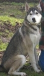 husky_pomezia_box_31