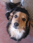 kokka