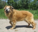lallointero2