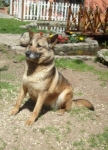 lupetta1