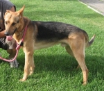 lupo