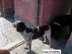 macchietta