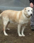merlino2