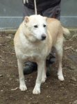 merlino3