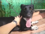 microbo1
