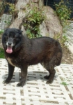 orsa1