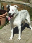 pallino1