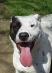 pallino2