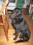 penny1_copy