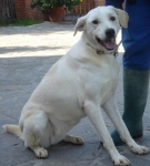 perla.1