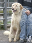 pido_1