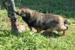 pippo1_copy