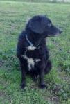 pippo_copy_copy