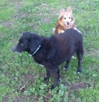 pippo_e_volino