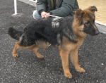 rex1