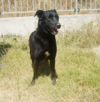 rif_1538