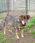 ringo1