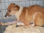 romania5