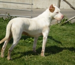 sauzer_5