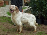 setter_inglese_1
