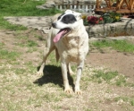 shiro1