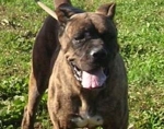 simba_femmina_corso_ex_34pomezia__copy