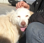 soleadottato4