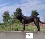 susy_copy