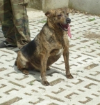 tigrina