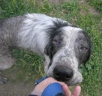 tobia4