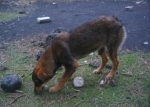 trudy_003